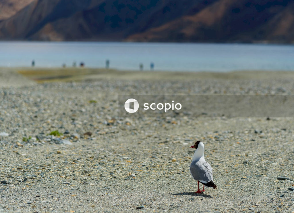 White and black bird on gray sand near body of water