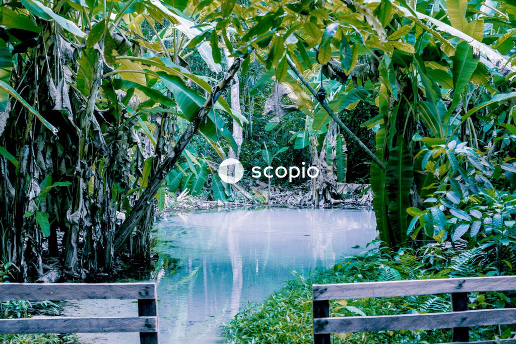 Pond surrounded by trees