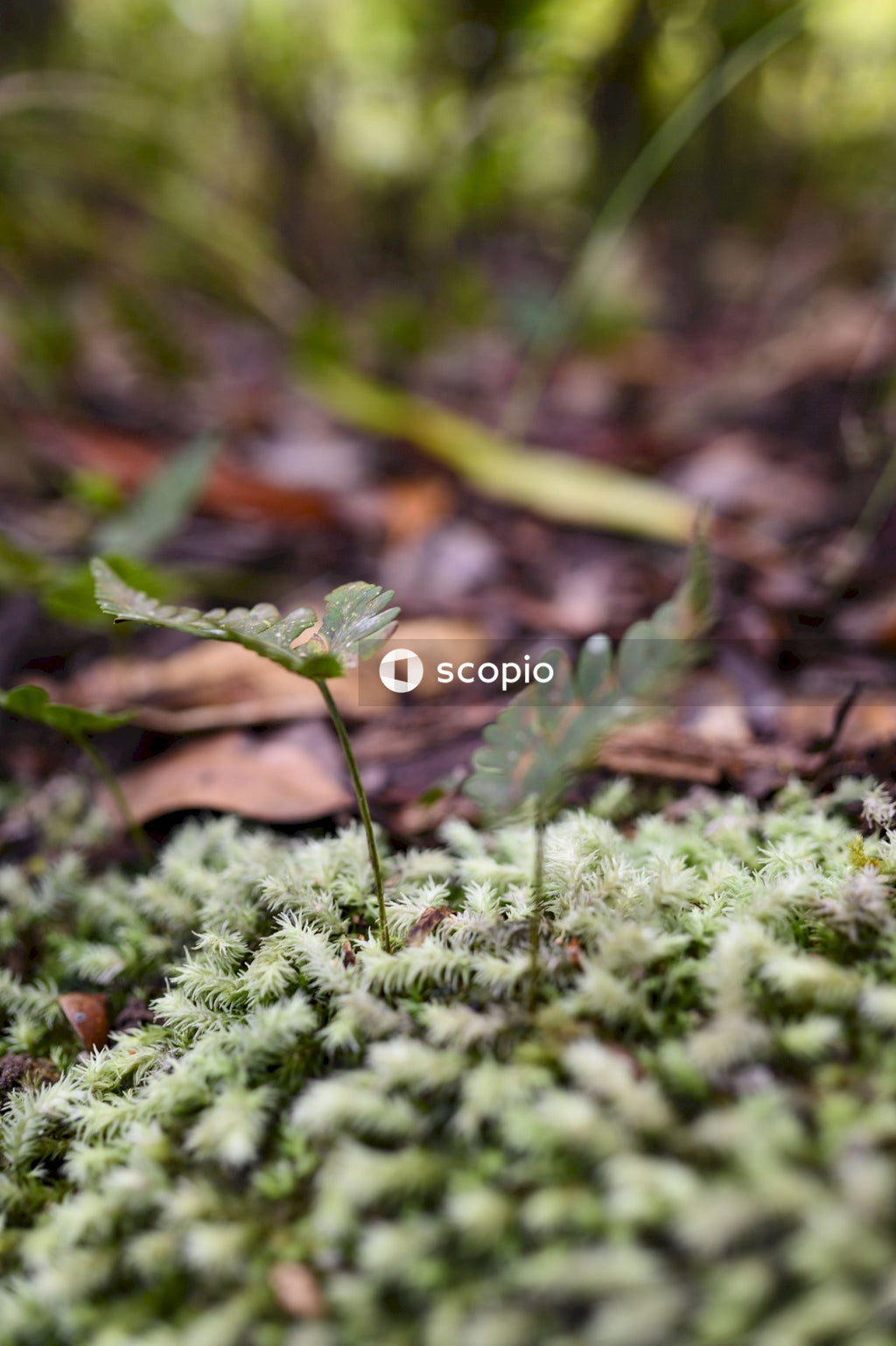 Green plant with water droplets