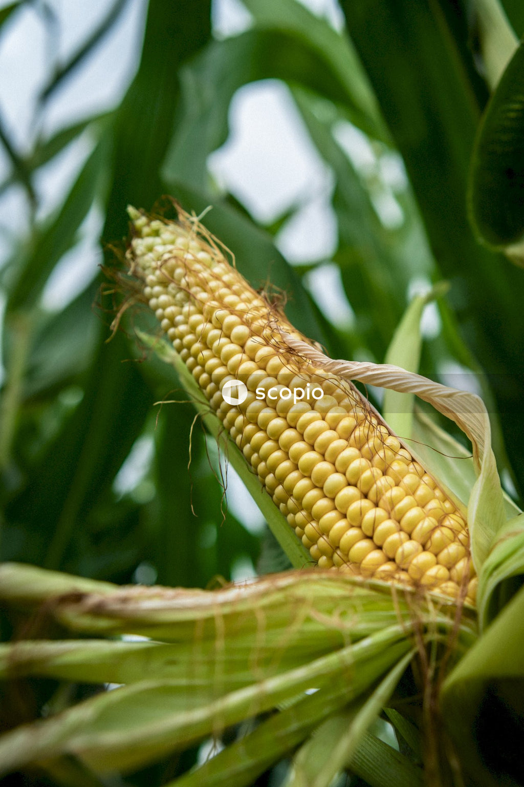 Corn in close up