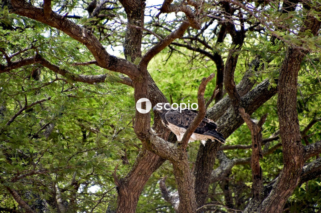 Eagle sitting on tree branch in forest