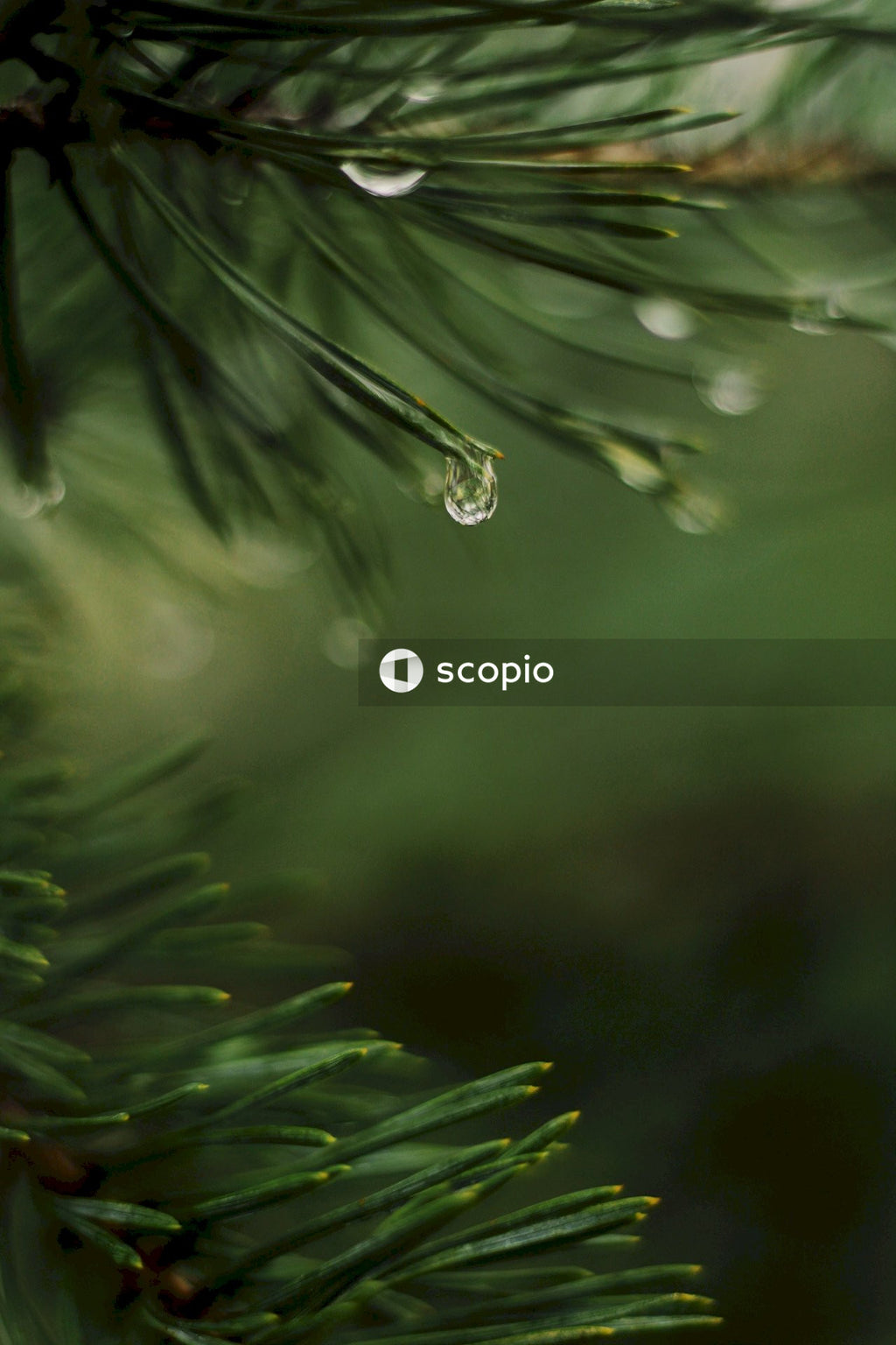 Water Dew on Green Plant