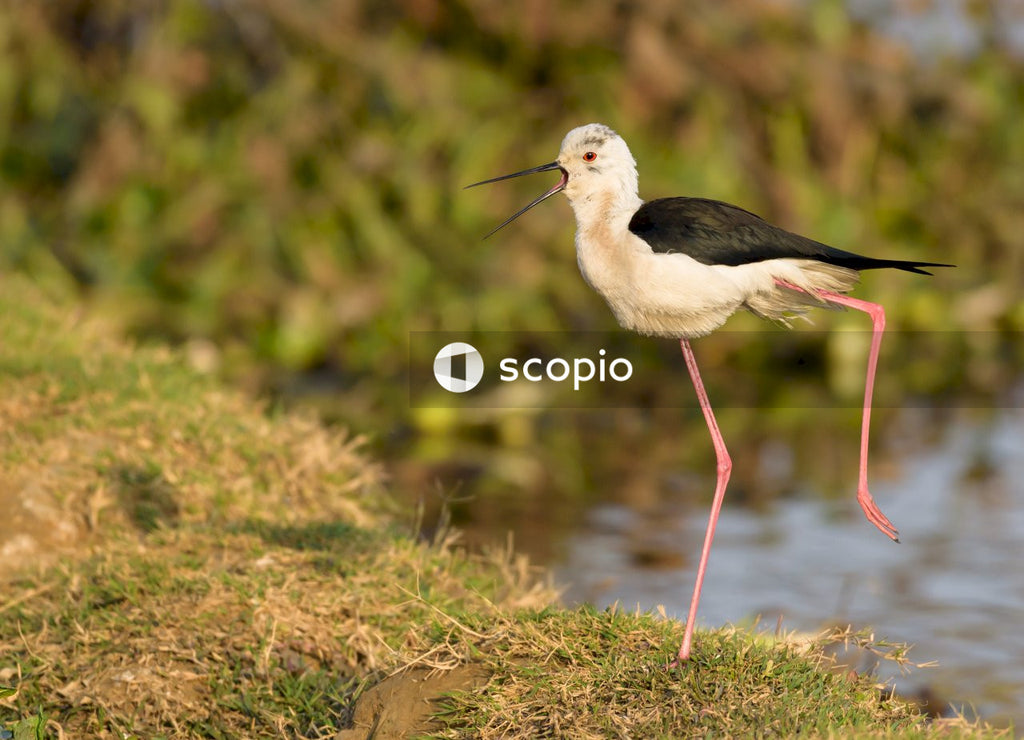 White and black bird on green grass