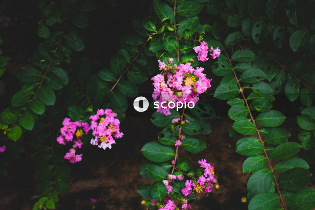 Purple flowers with green leaves