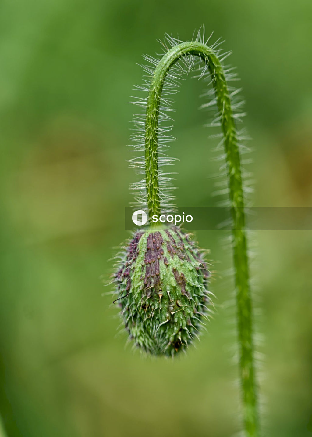 Purple flower in macro lens