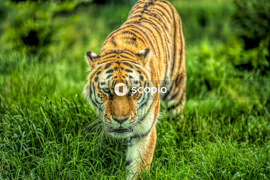 Tiger on green grass