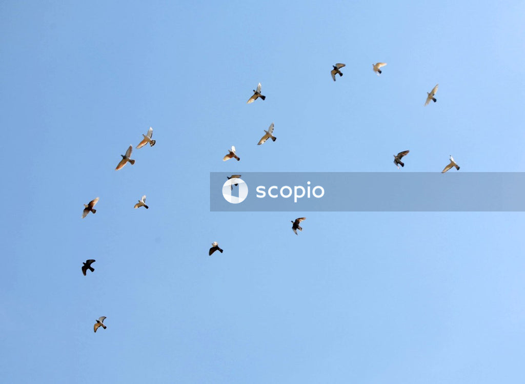 Flock of birds flying under blue sky