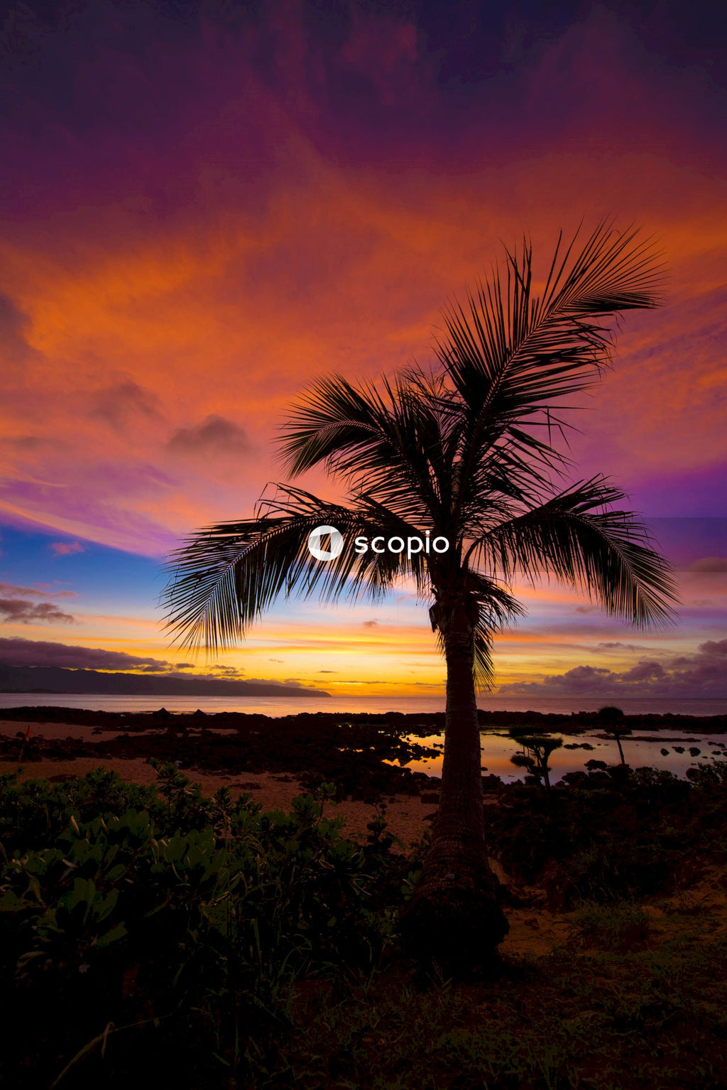 Palm tree near body of water during sunset