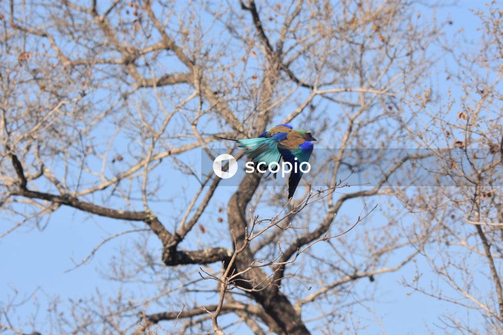 Blue and brown bird on brown tree branch