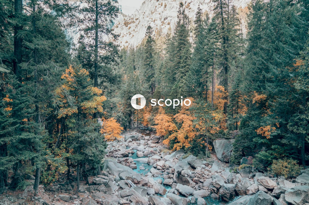 Rocky stream in forest