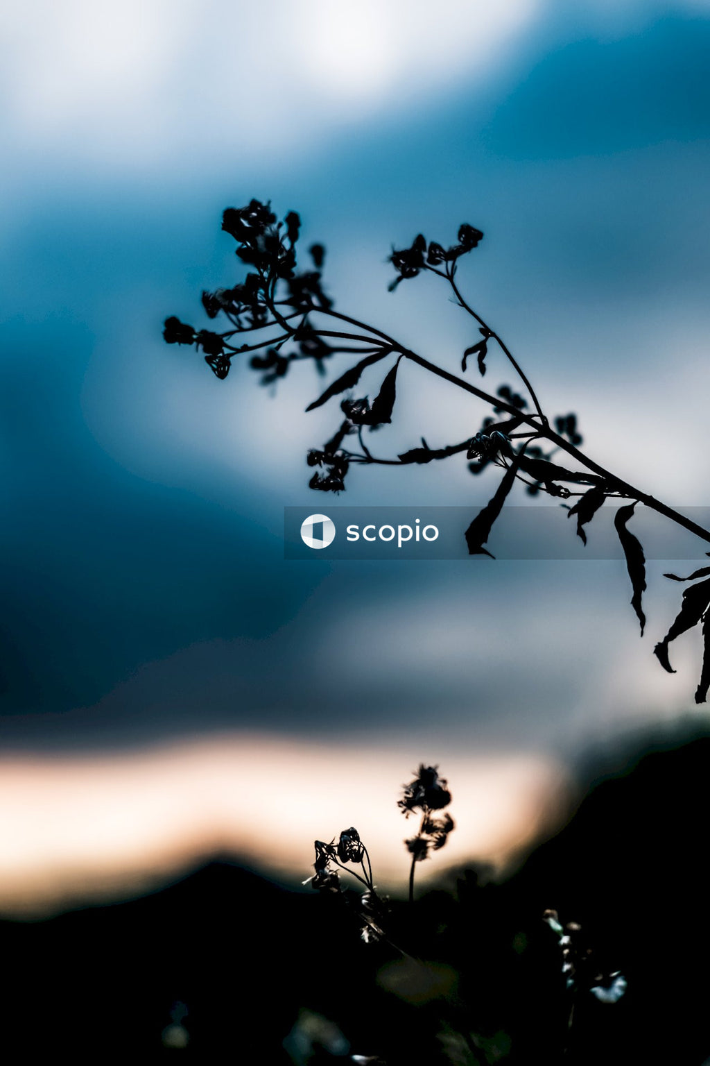 Silhouette of tree branch during sunset