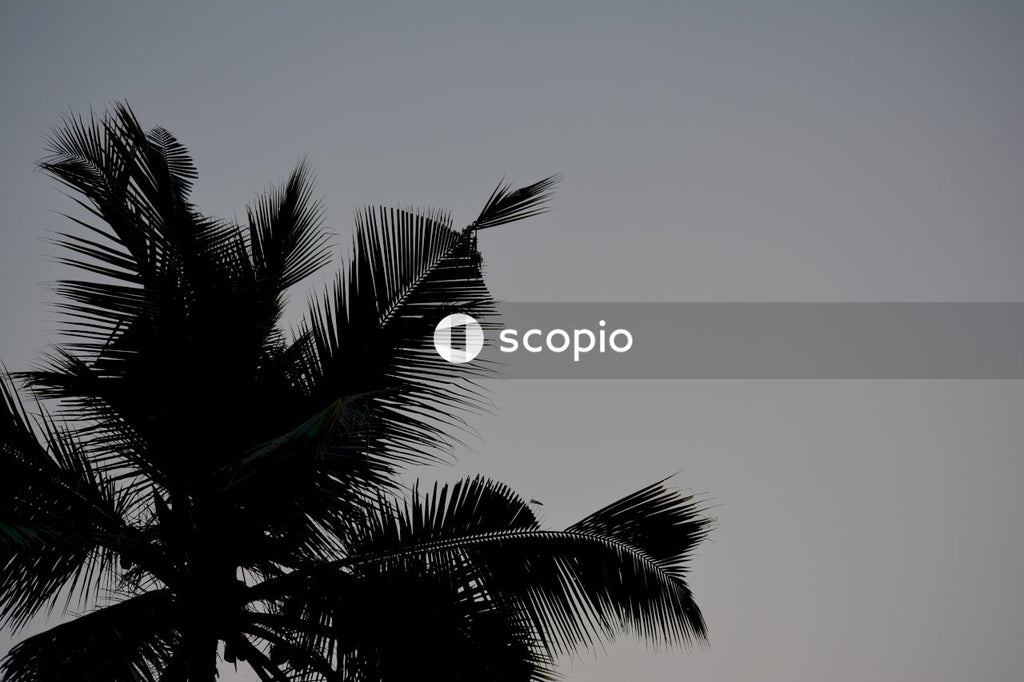 Green palm tree under blue sky