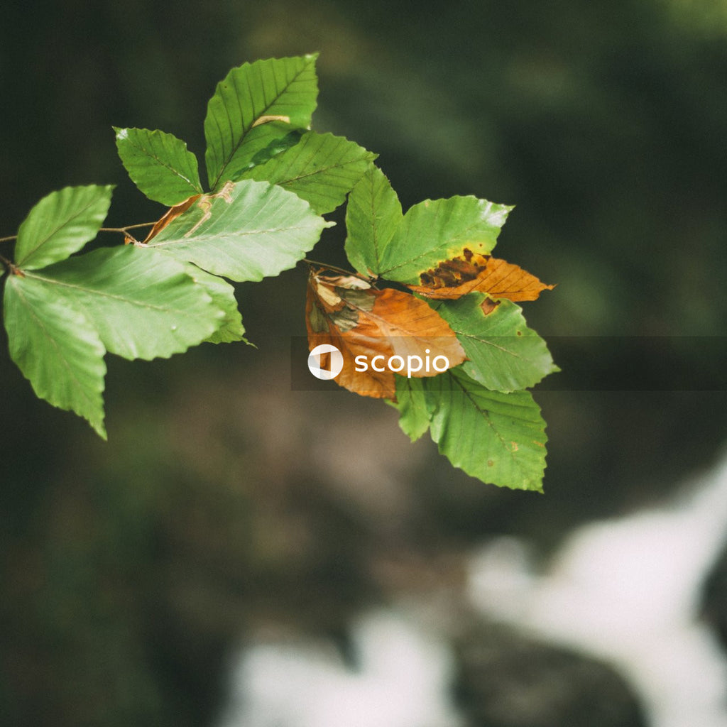 Green and brown leaves in tilt shift lens