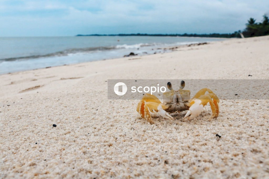 Brown crab on white sand