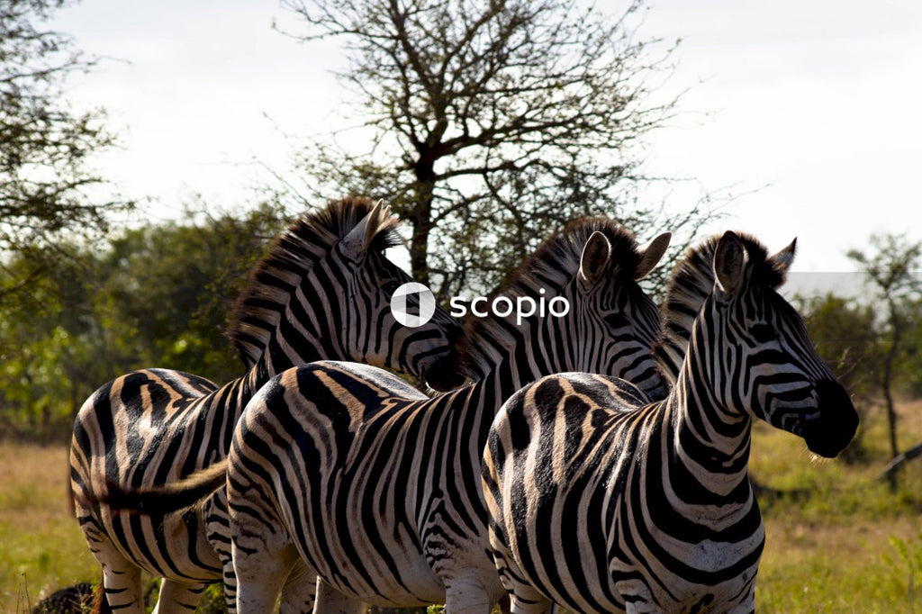 Three Zebras standing in the Savannah Woodlands