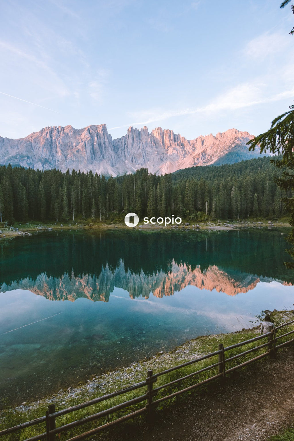 Green pine trees near lake