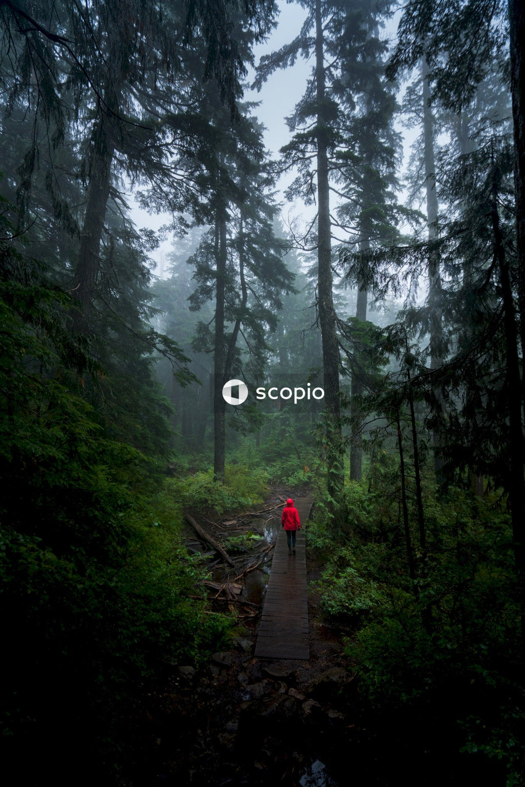 Person walking along a pathway in the forest