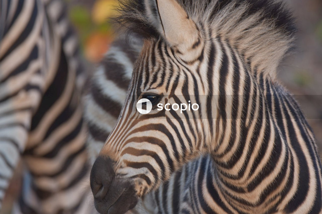 Zebra in close up