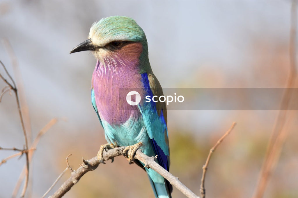 Rollers bird perching on tree