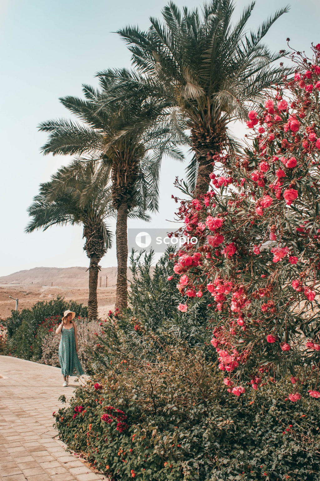 Man and woman walking on pathway between red flowers
