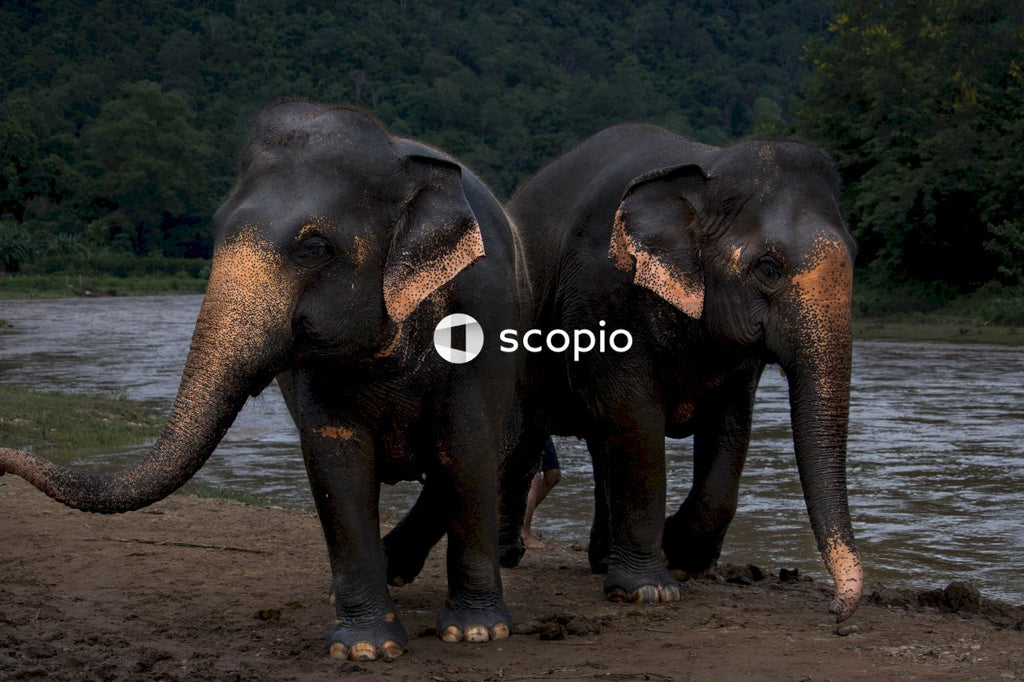 2 black elephants walking on dirt ground