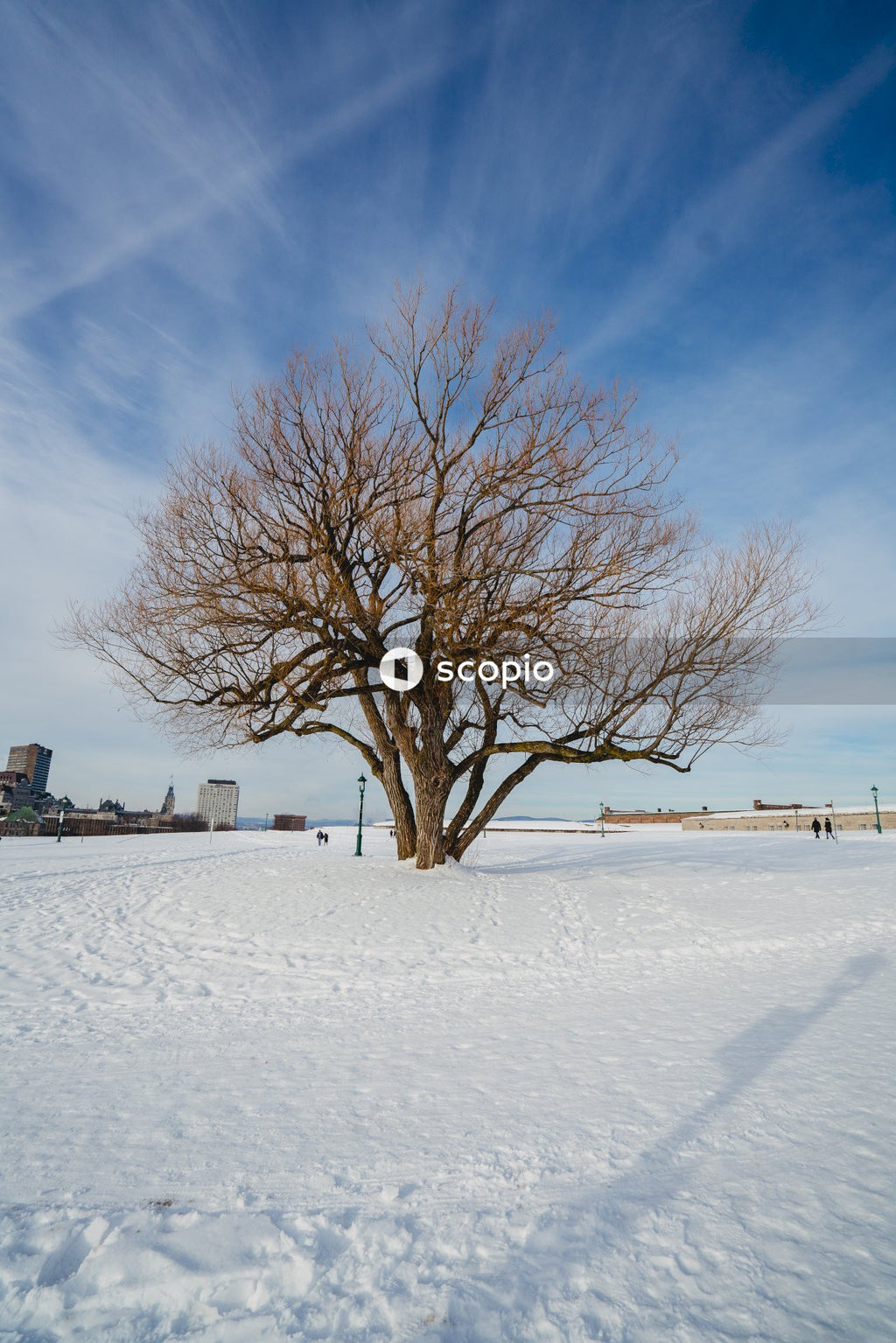 Lot of branches in tree