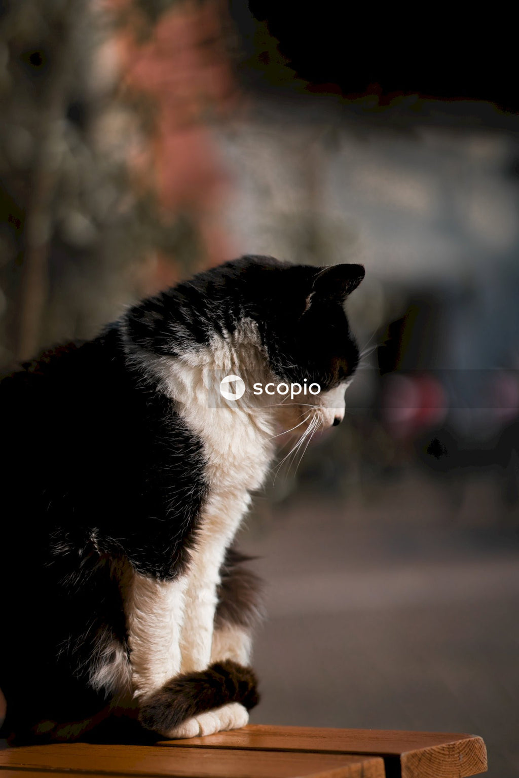 Profile of black and white cat sitting outdoors