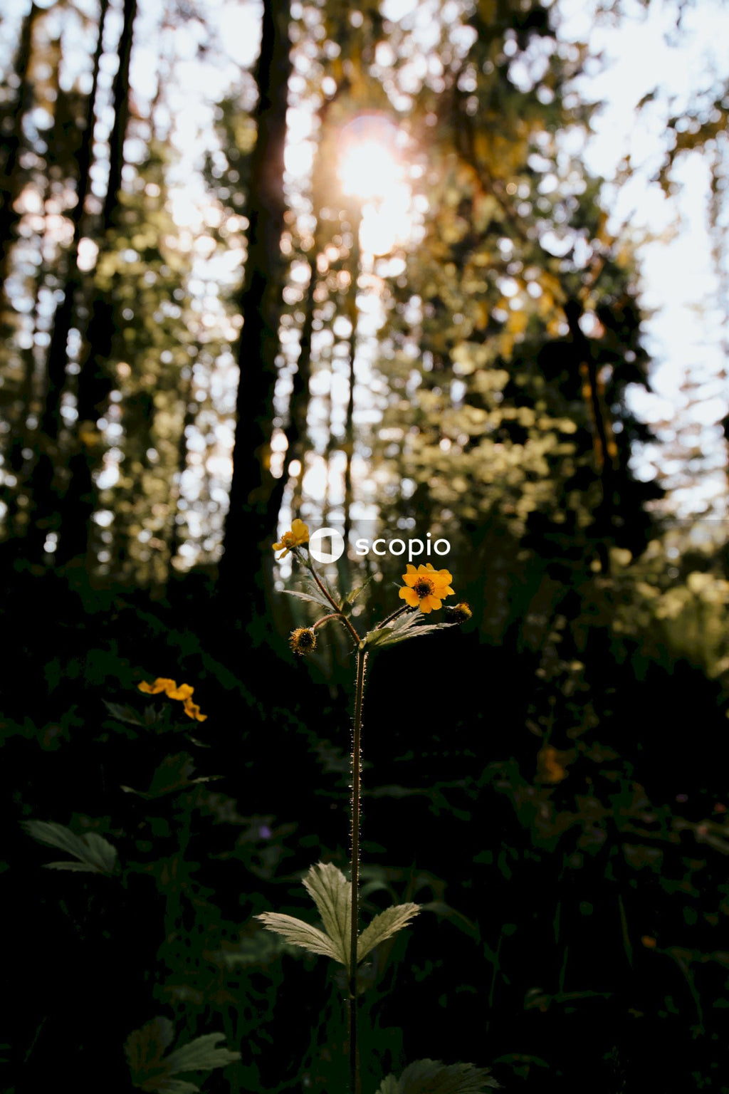 Yellow flower in tilt shift lens