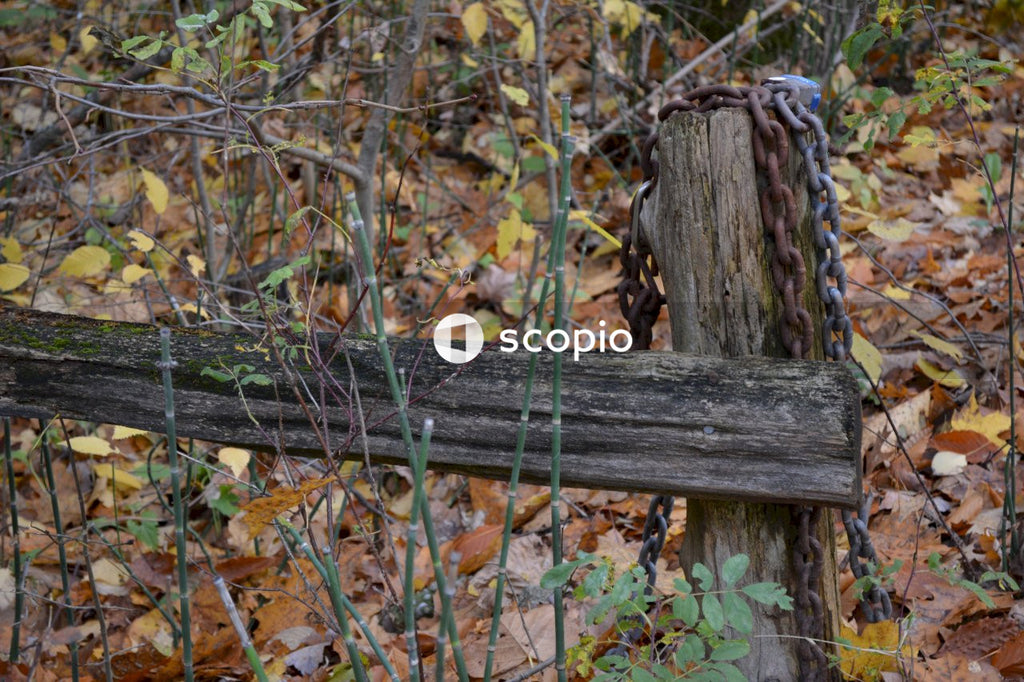 Brown wooden fence with dried leaves