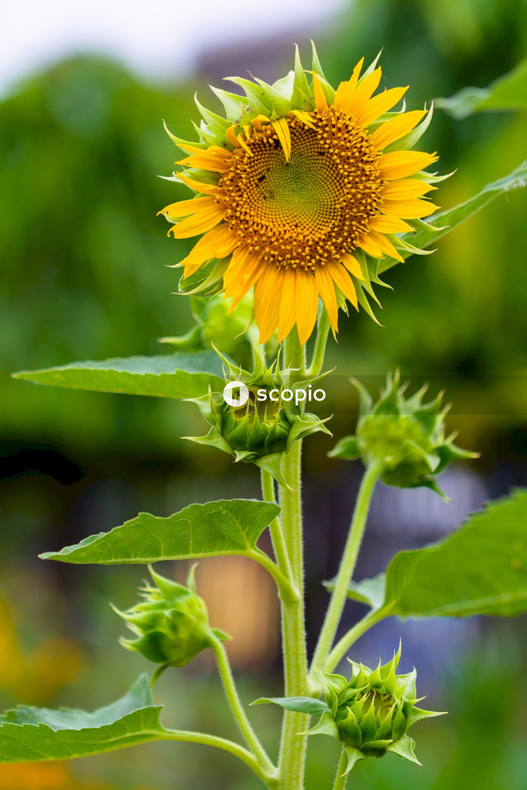Yellow sunflower in bloom
