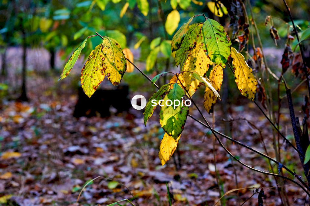 Dirty unhealthy autumn leaves in the forest