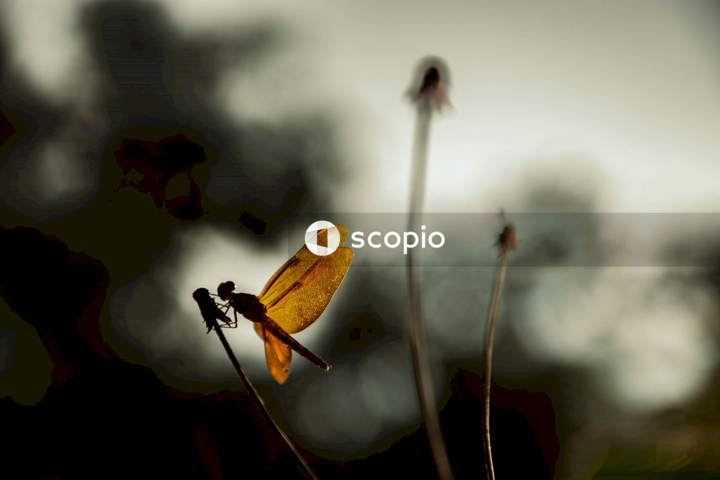 Dragonfly , insects , canon , flowers