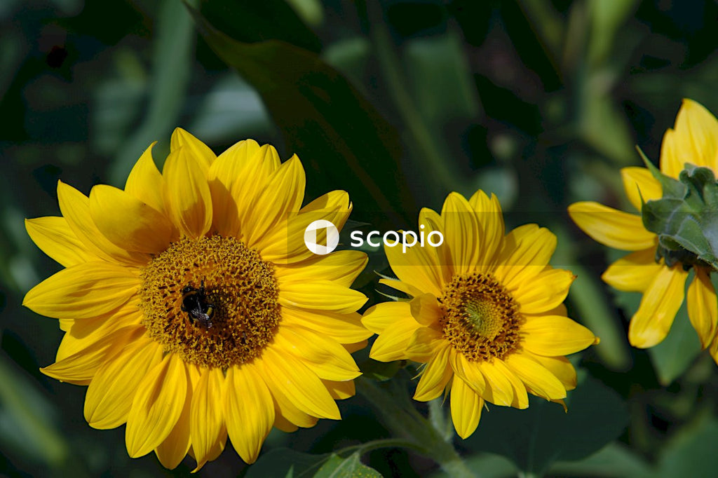 Yellow sunflower in close up