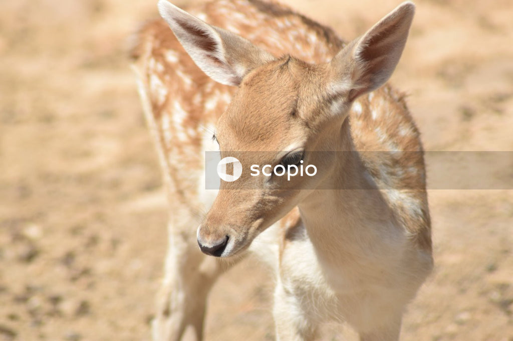 Brown deer on brown field