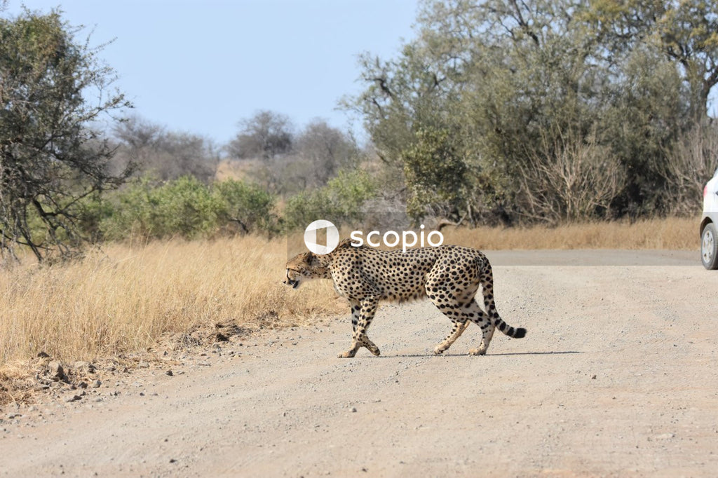 Cheetah walking on brown dirt road