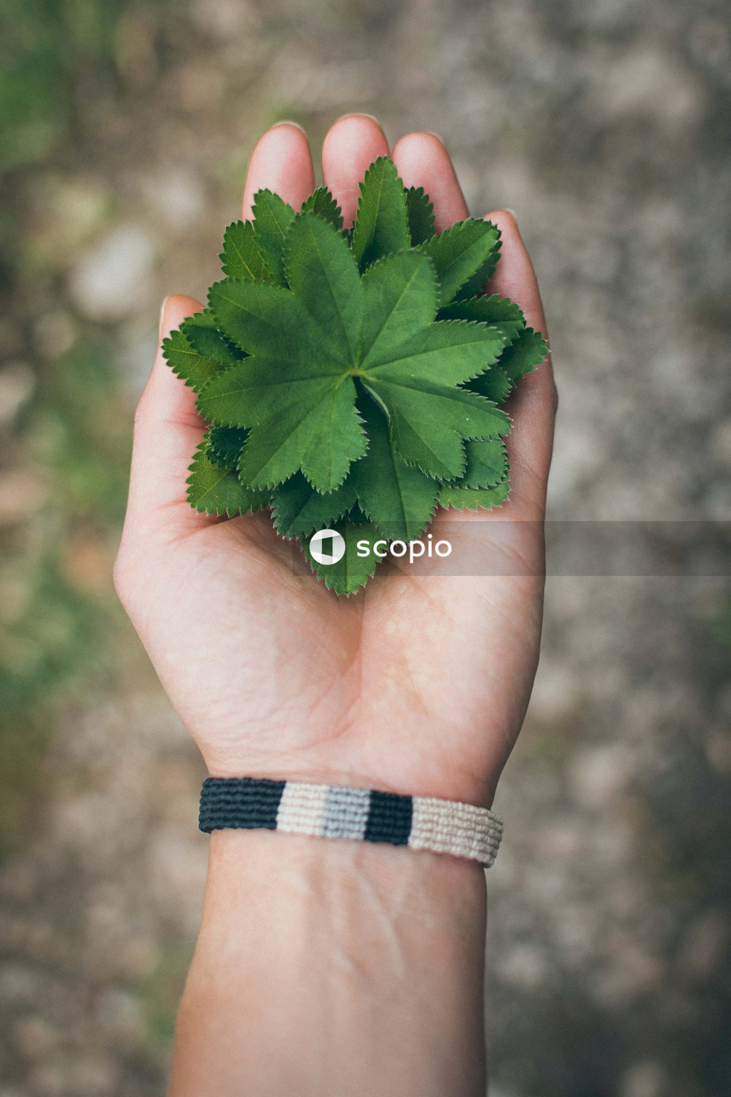 Person holding green leaf plant outdoor