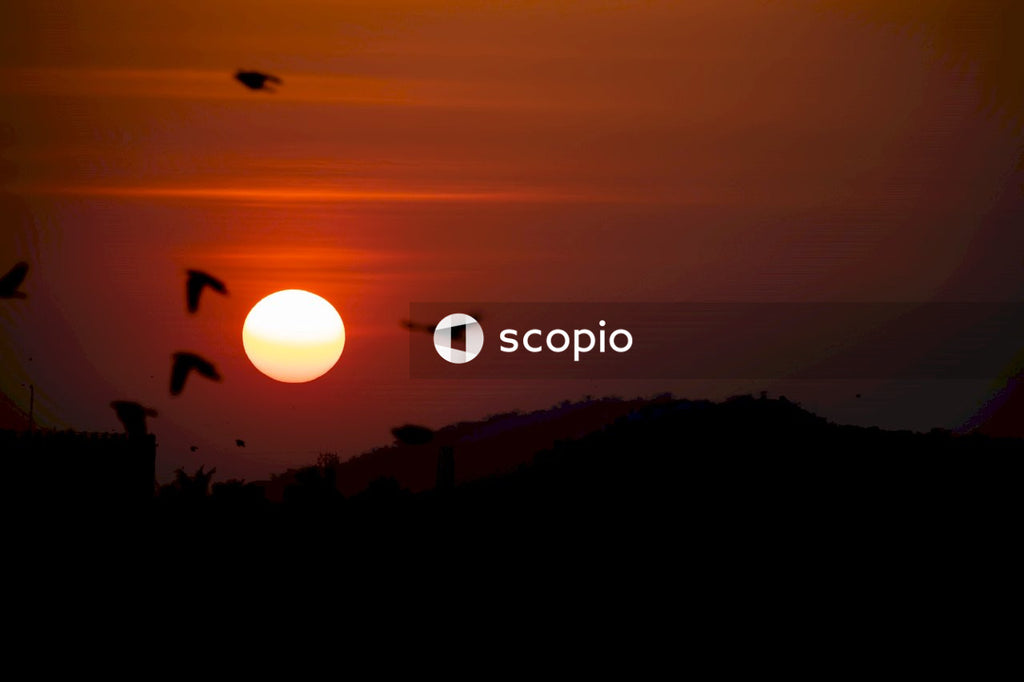 Silhouette of trees during sunset