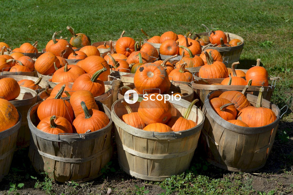 Baskets full of pumpkins on grass field in daylight