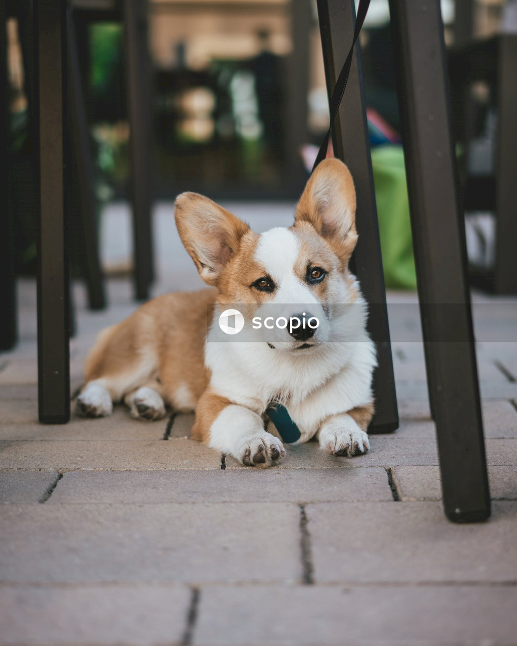 Pembroke Welsh corgi lying on sidewalk during daytime