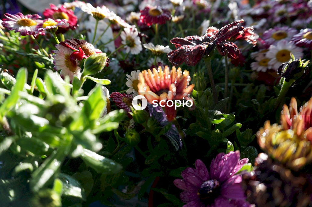Pink and yellow flowers with green leaves