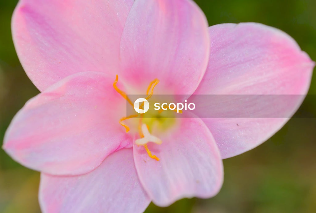 Pink and white flower in macro