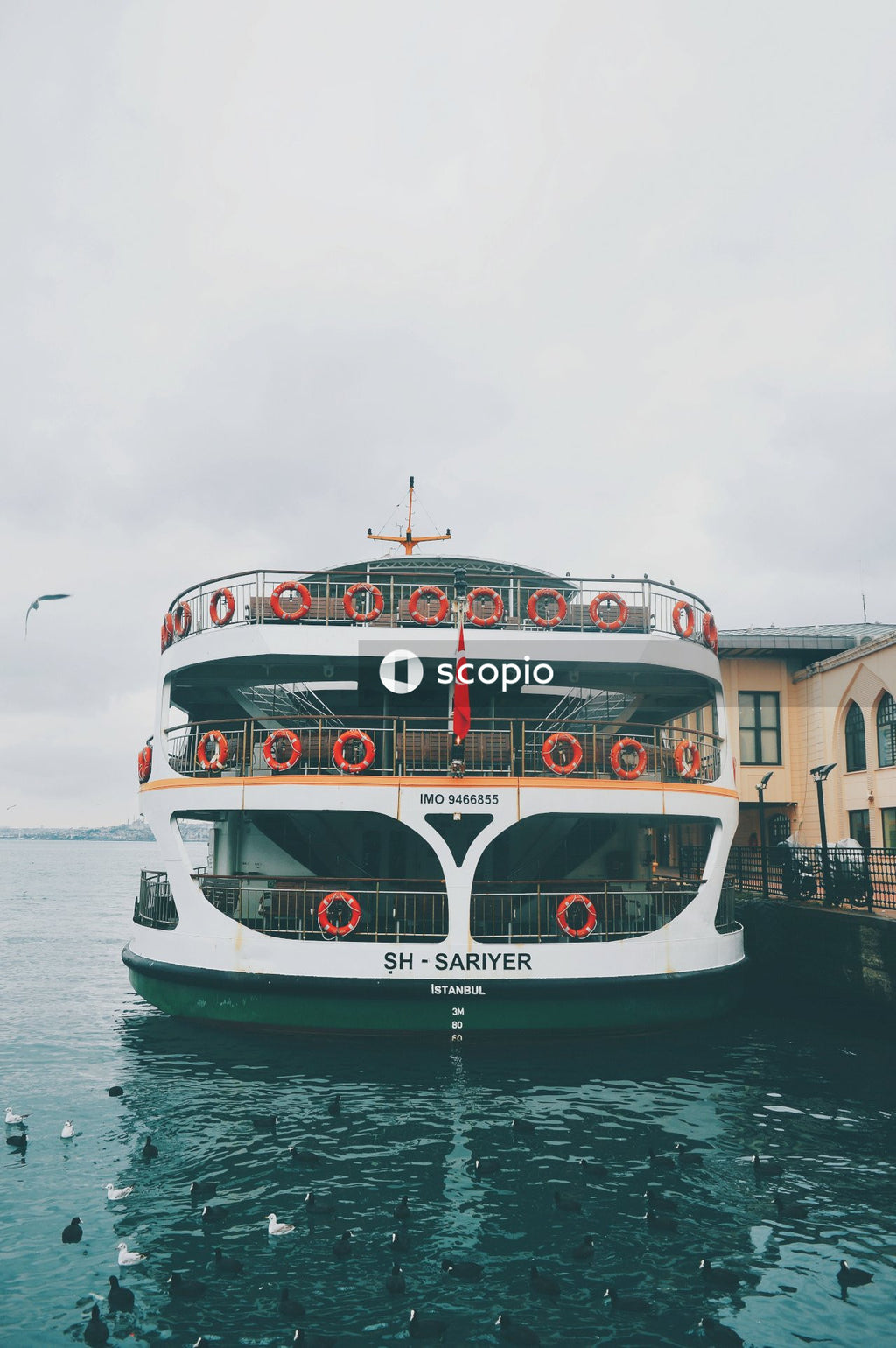 Ferry Boat Docked in Middle of the Water Surrounded by Duck
