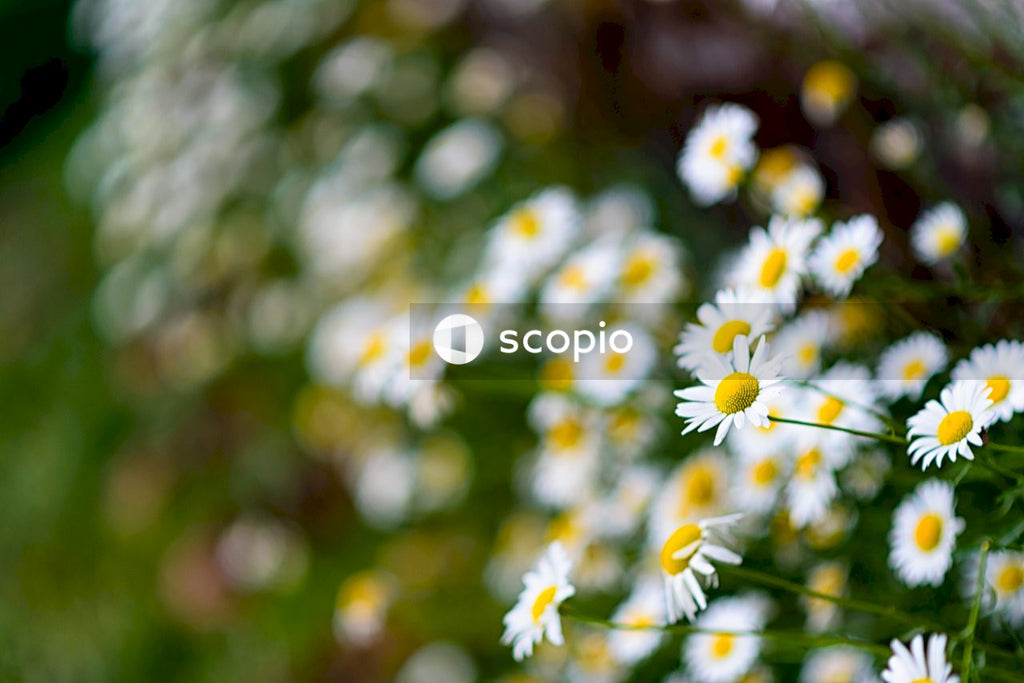 White and yellow daisy flowers in bloom
