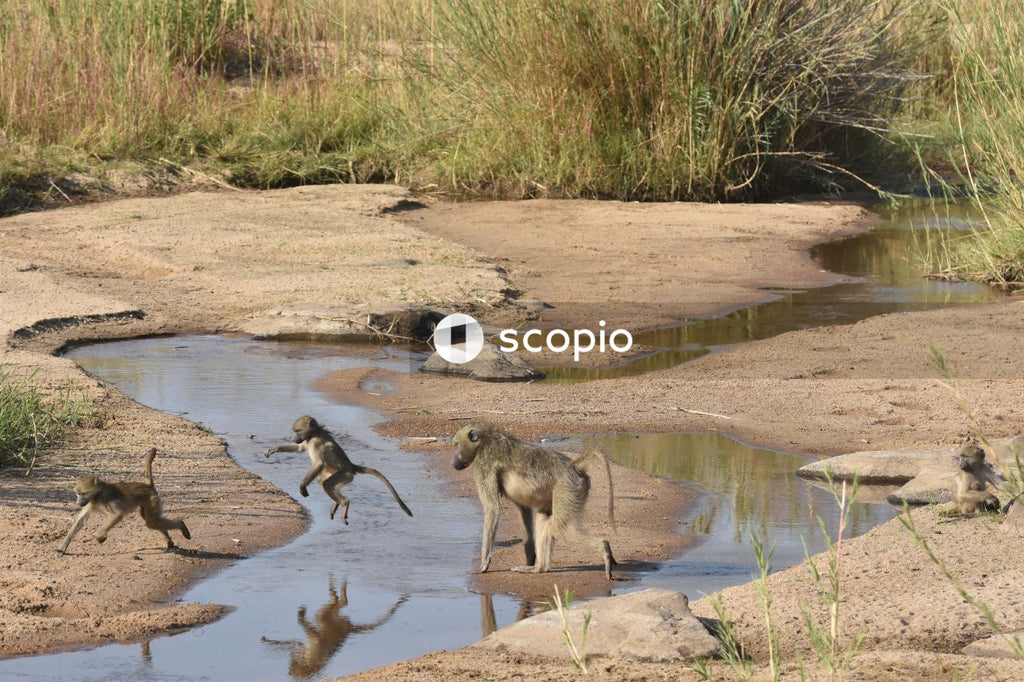 Playful Monkeys crossing river by jumping stone