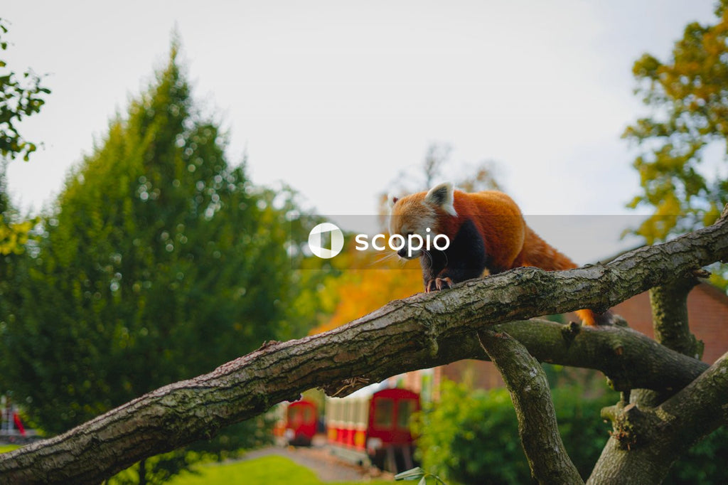 Red panda on tree branch