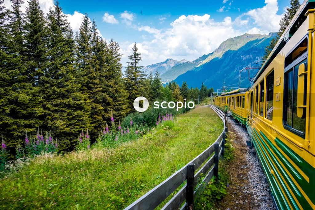Green trees near brown wooden fence