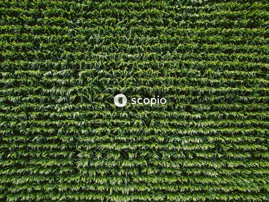 Aerial view of green tall grass field