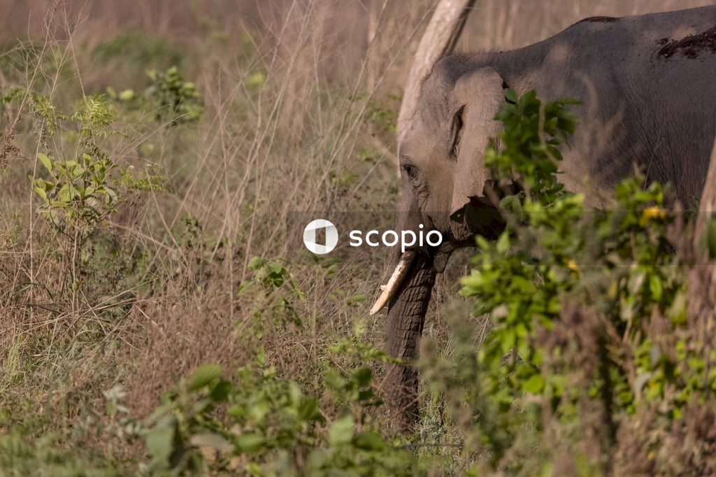 Elephant eating grass