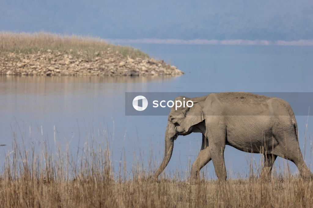 Asian elephant in the forest of Jim corbett
