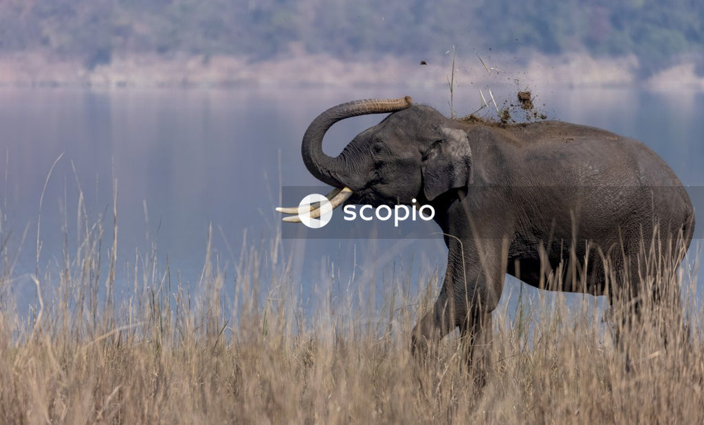 Elephant on brown grass field